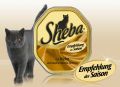 Soundtrack Sheba – Podążaj za swoją pasją