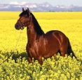 Cleozuzia