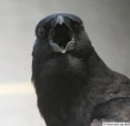 scarycrow