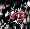 Metalrose