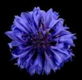 cornflower