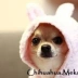 chihuahuameksyk