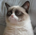 grumpycat90