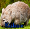 kubox