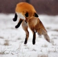 FoxInTheBox