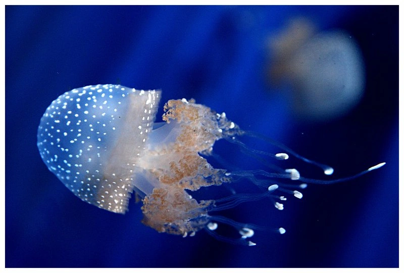 Медуза последнее. Виды медуз. Phyllorhiza punctata. Calvia punctata. White spotted Jellyfish.