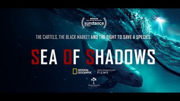 sea_of_shadows