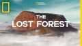 Soundtrack The Lost Forest