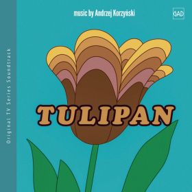 tulipan