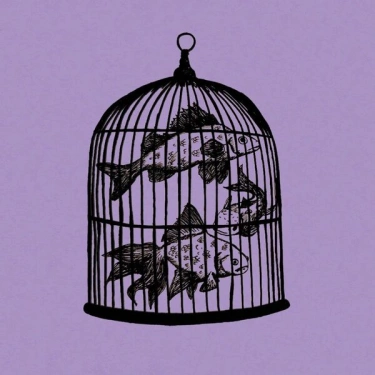 fish_in_a_birdcage